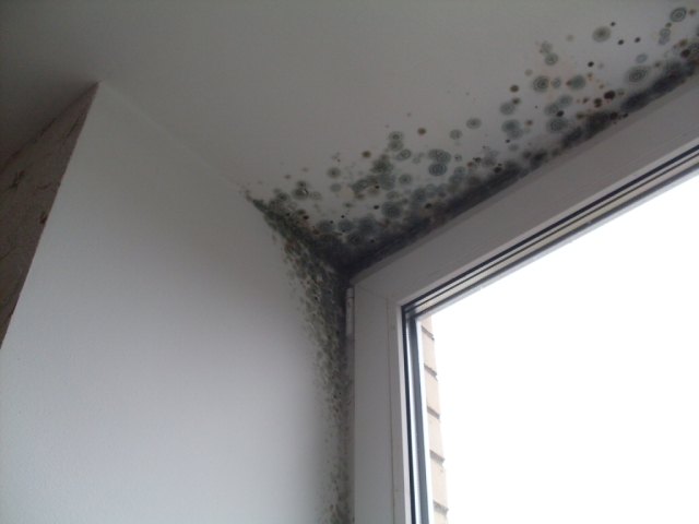 Другие способы борьбы с плесенью Другие способы борьбы с плесенью