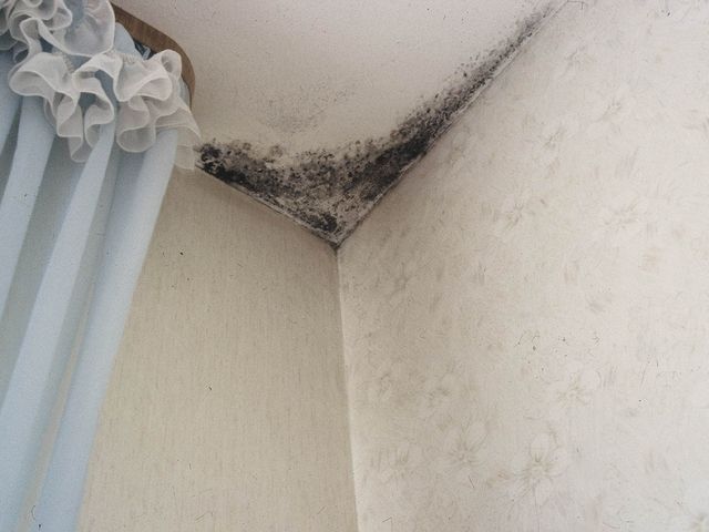 Способы избавления от плесени Способы избавления от плесени