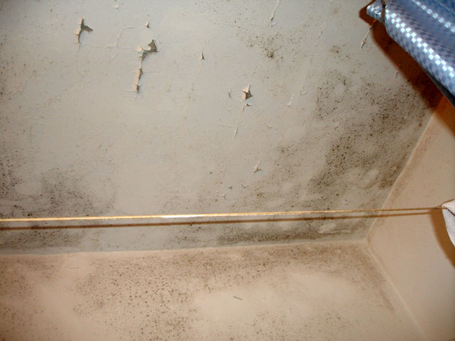 Антисептик в борьбе с плесенью Антисептик в борьбе с плесенью