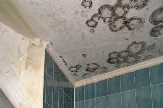 Удаление плесени в ванной комнате своими руками