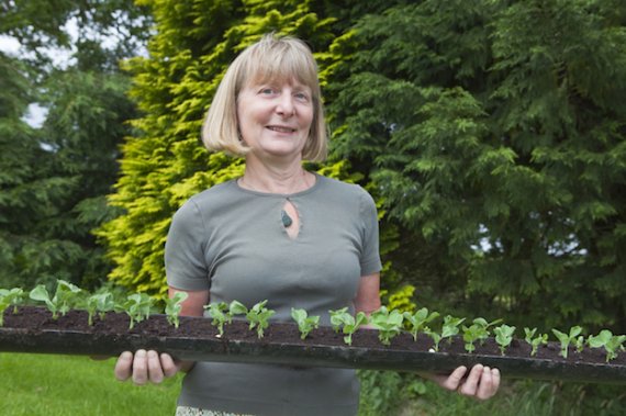 Как сделать сад в старой водосточной трубе?