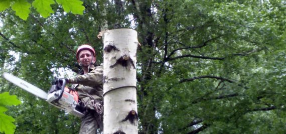 Важность проведения кронирования деревьев
