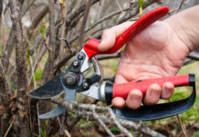 Обрезка плодовых и декоративных кустарников осенью