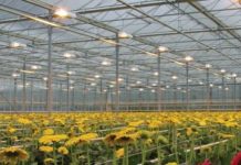 Преимущества промышленных теплиц