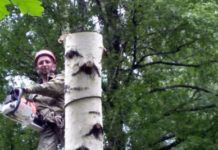 Важность проведения кронирования деревьев