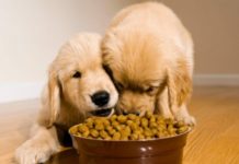 Как выбрать лучший корм для собак?