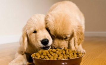 Как выбрать лучший корм для собак?