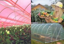 Теплицы из поликарбоната: плюсы