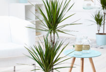 Драцена: уход в домашних условиях