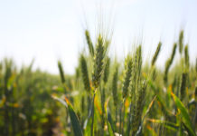 Применение микроудобрений для озимой пшеницы