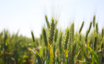 Применение микроудобрений для озимой пшеницы