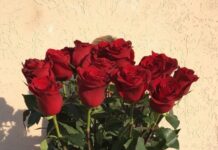 Элитные высокие голландские розы: больше чем просто знак внимания