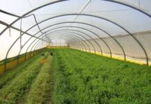 Лучшая пленка для теплицы — классификация и плюсы