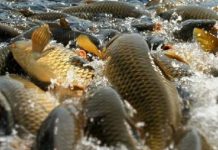 Как выбрать оборудование для выращивания рыбы?