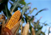 Запрет на экспорт кукурузы в Кыргызстане