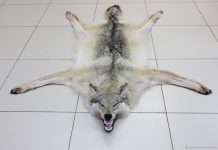 Чучела животных и натуральные шкуры