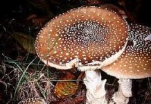 Пантерный мухомор: история и польза